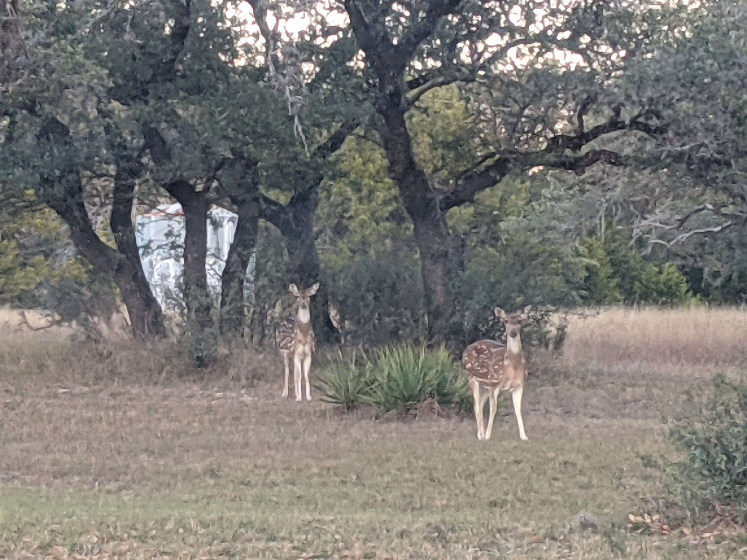 Axis deer (Axis axis) does.