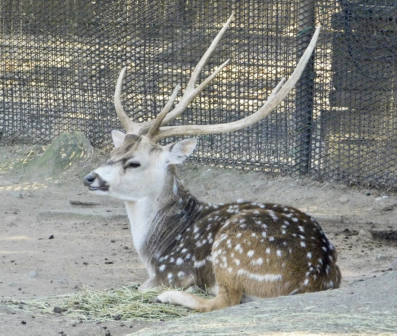 Axis Deer (Axis axis) - Tobu Zoo November 15, 2025