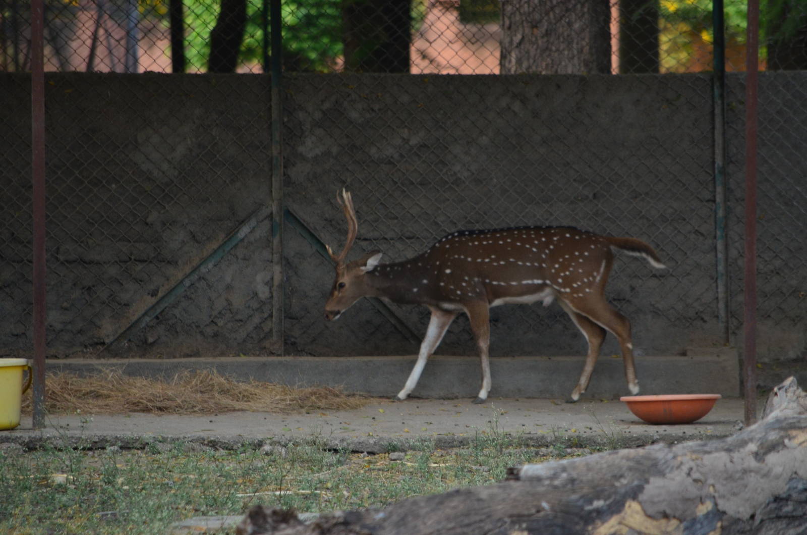 Axis deer (Axis axis)