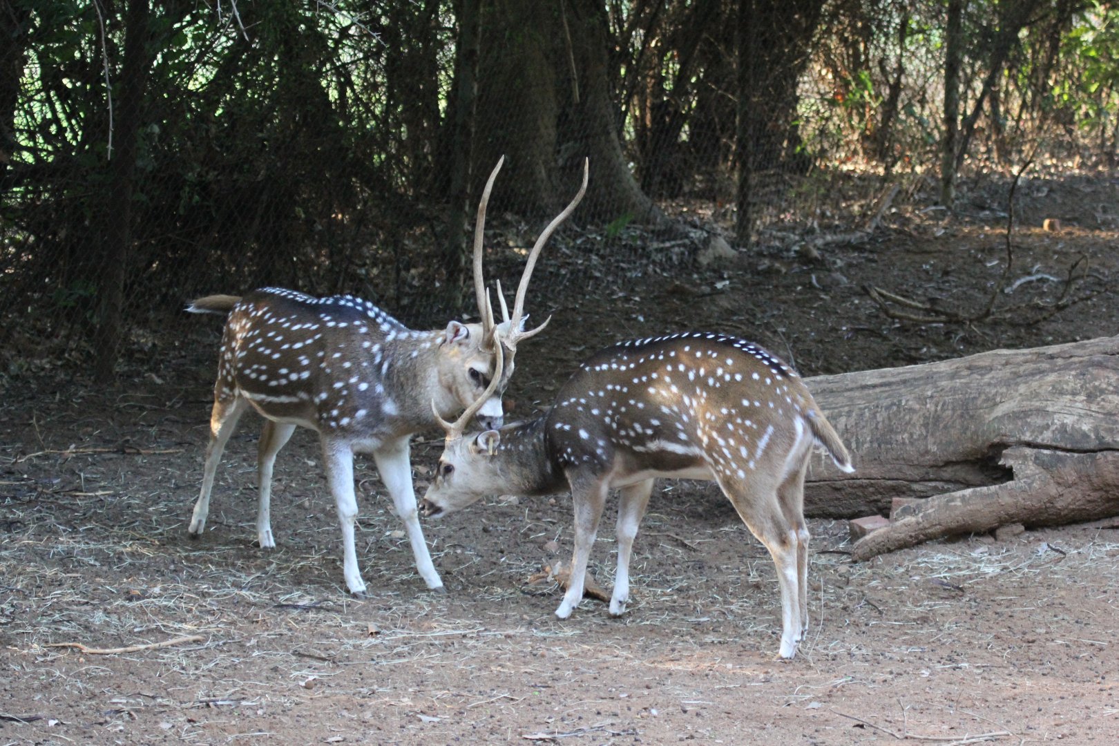 Axis deer (Axis axis)