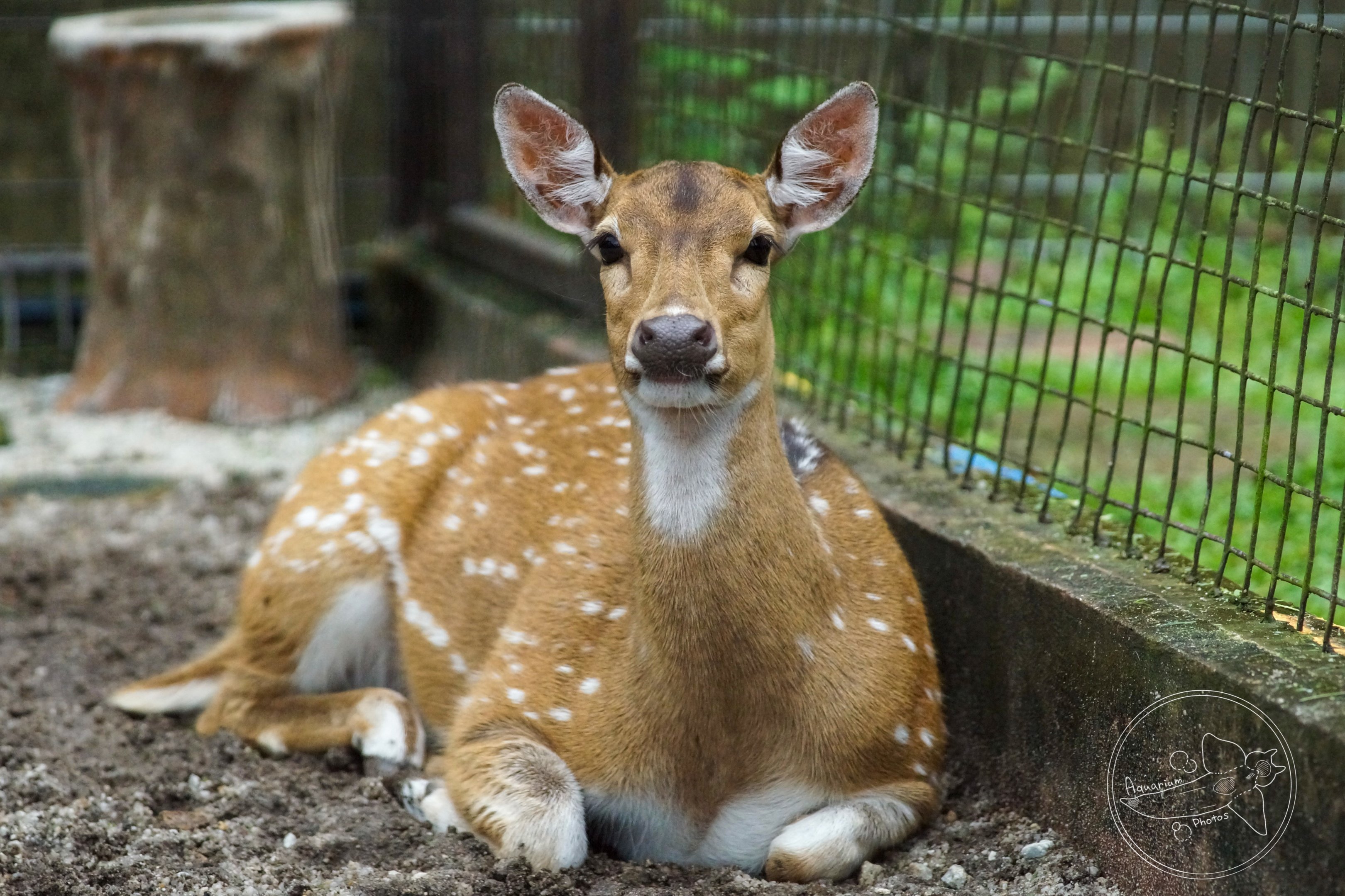 Axis Deer (Axis axis)