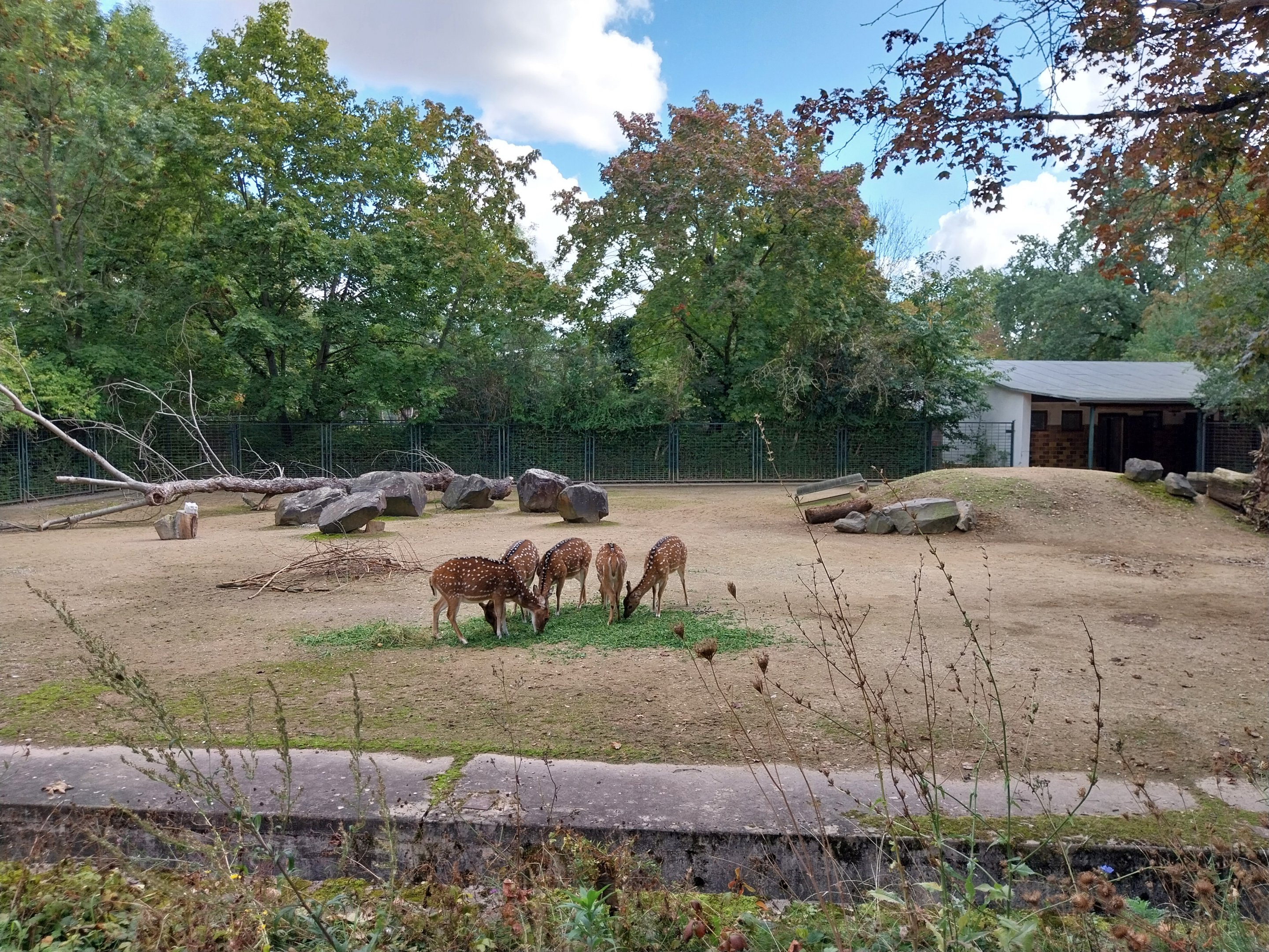 Axis Deer (Axis axis)