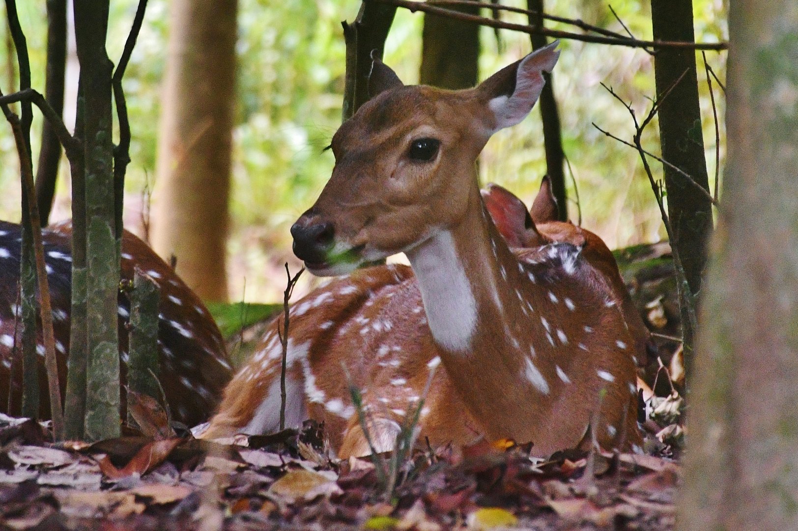 Axis Deer (Axis axis)