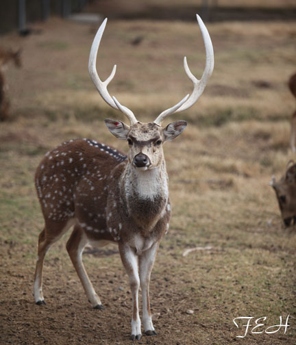 axis deer buck