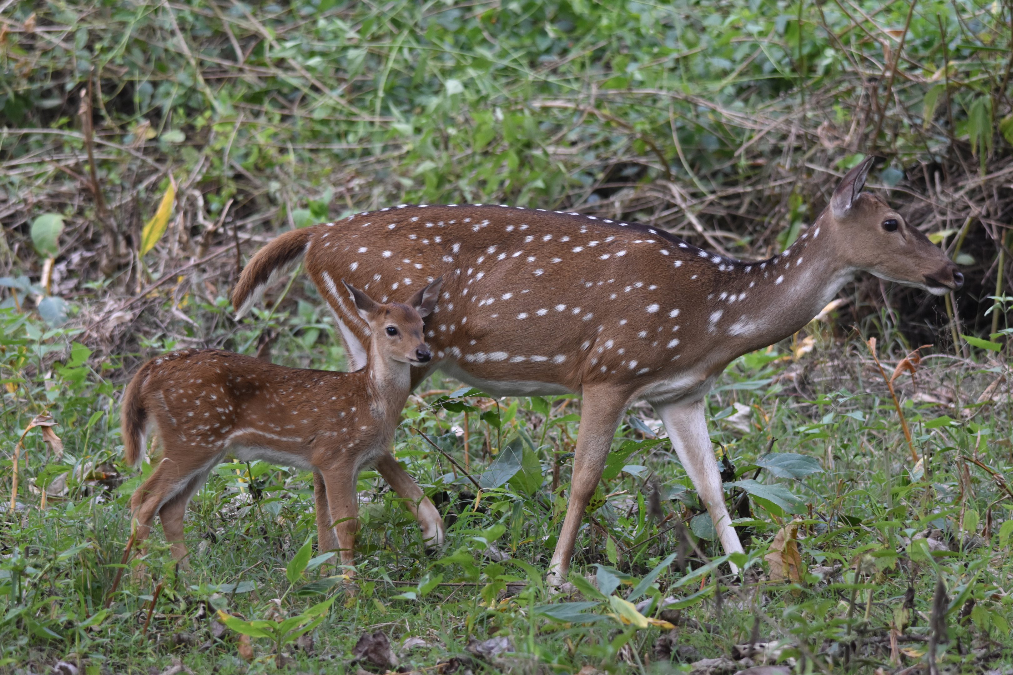 Axis Deer (Chital) and Fawn, Nagarahole Tiger Reserve, 23rd November 2024