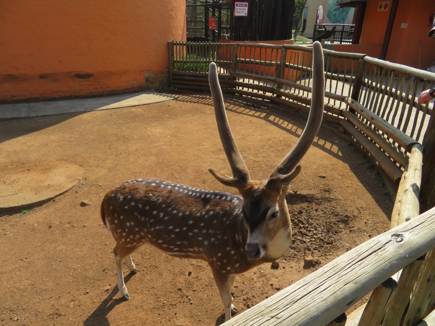 Axis Deer/Chital  (Axis axis) Named Arrow