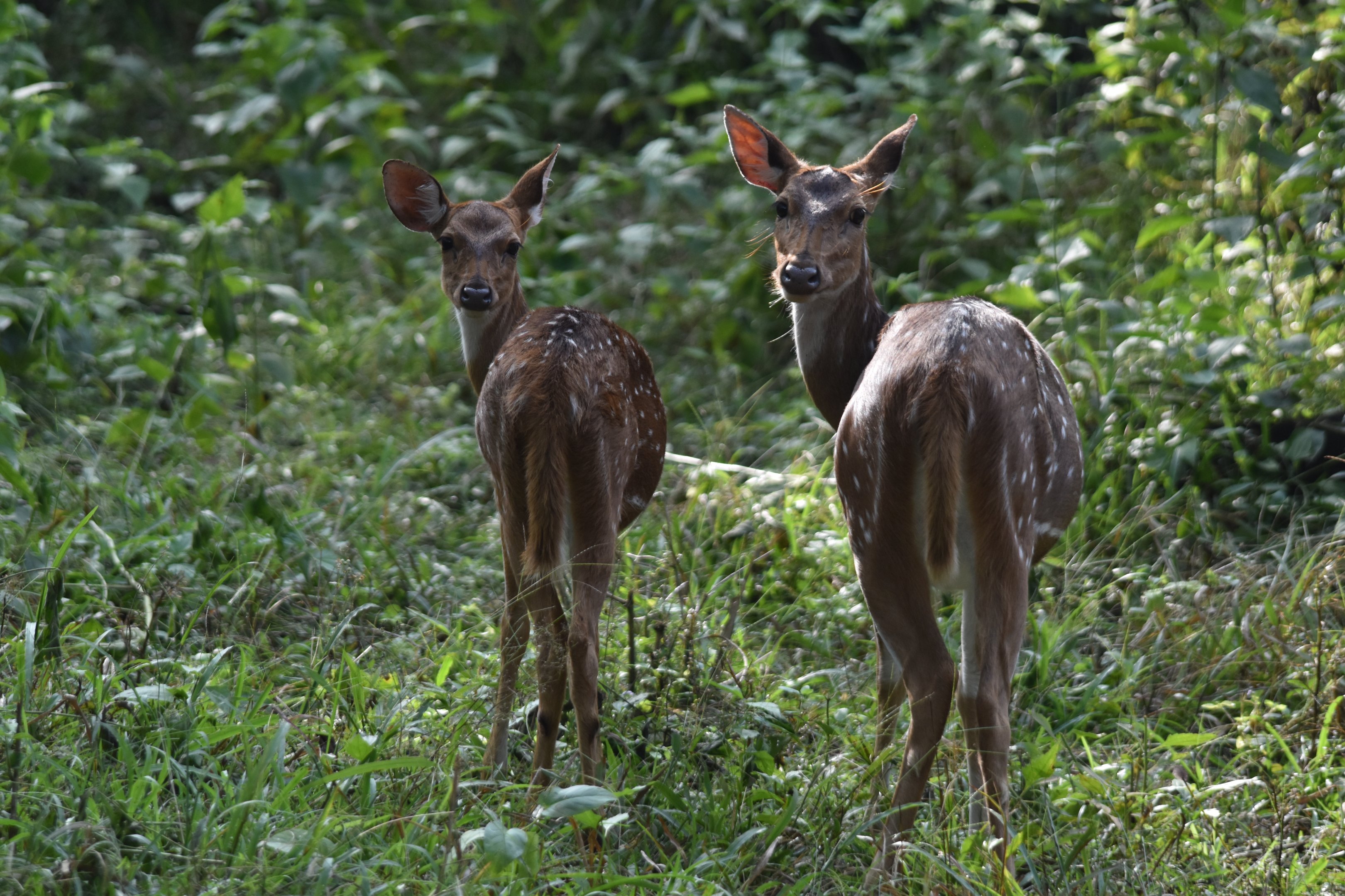 Axis Deer (Chital), Nagarahole Tiger Reserve, 18th November 2024