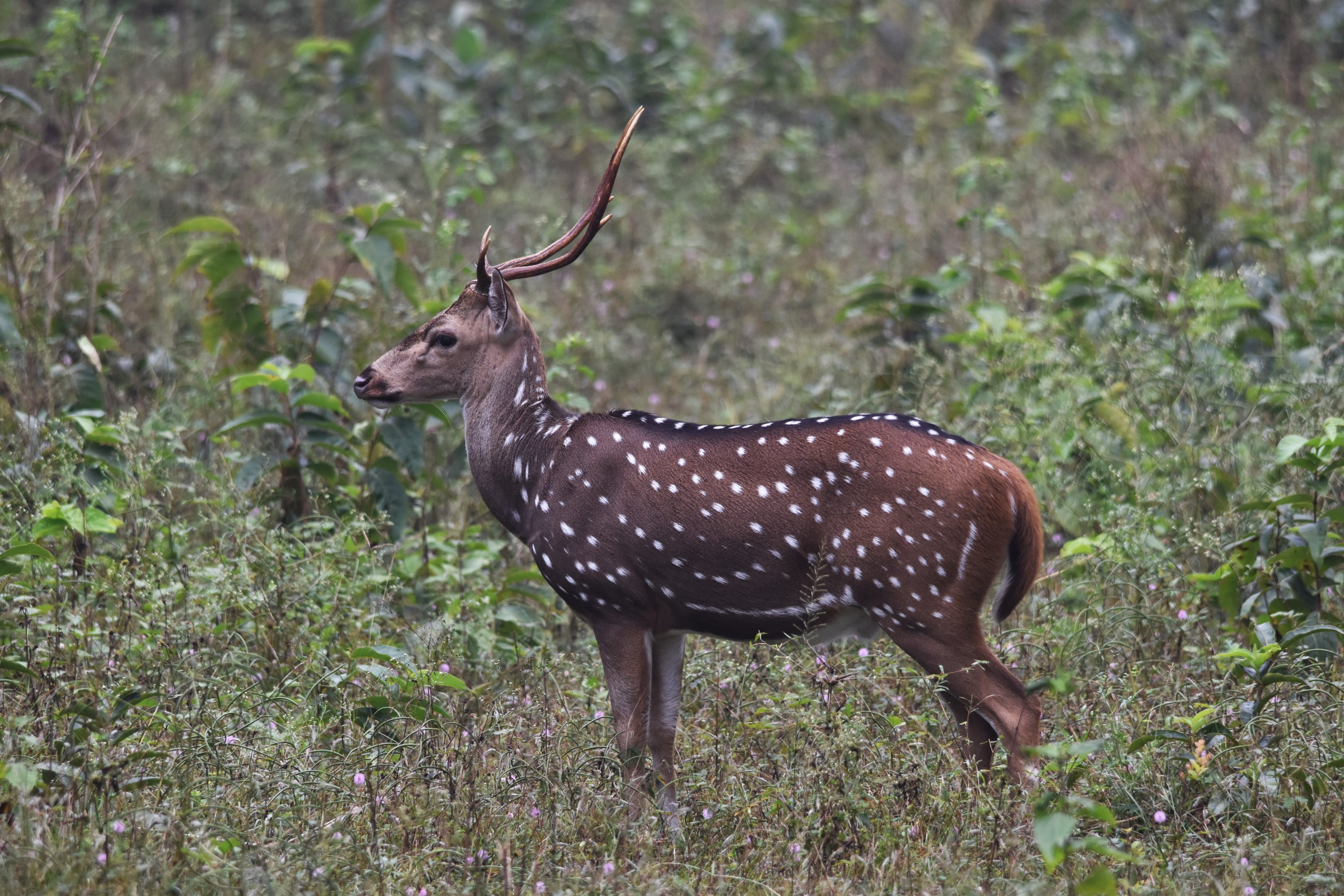 Axis Deer (Chital), Nagarahole Tiger Reserve, 19th November 2024