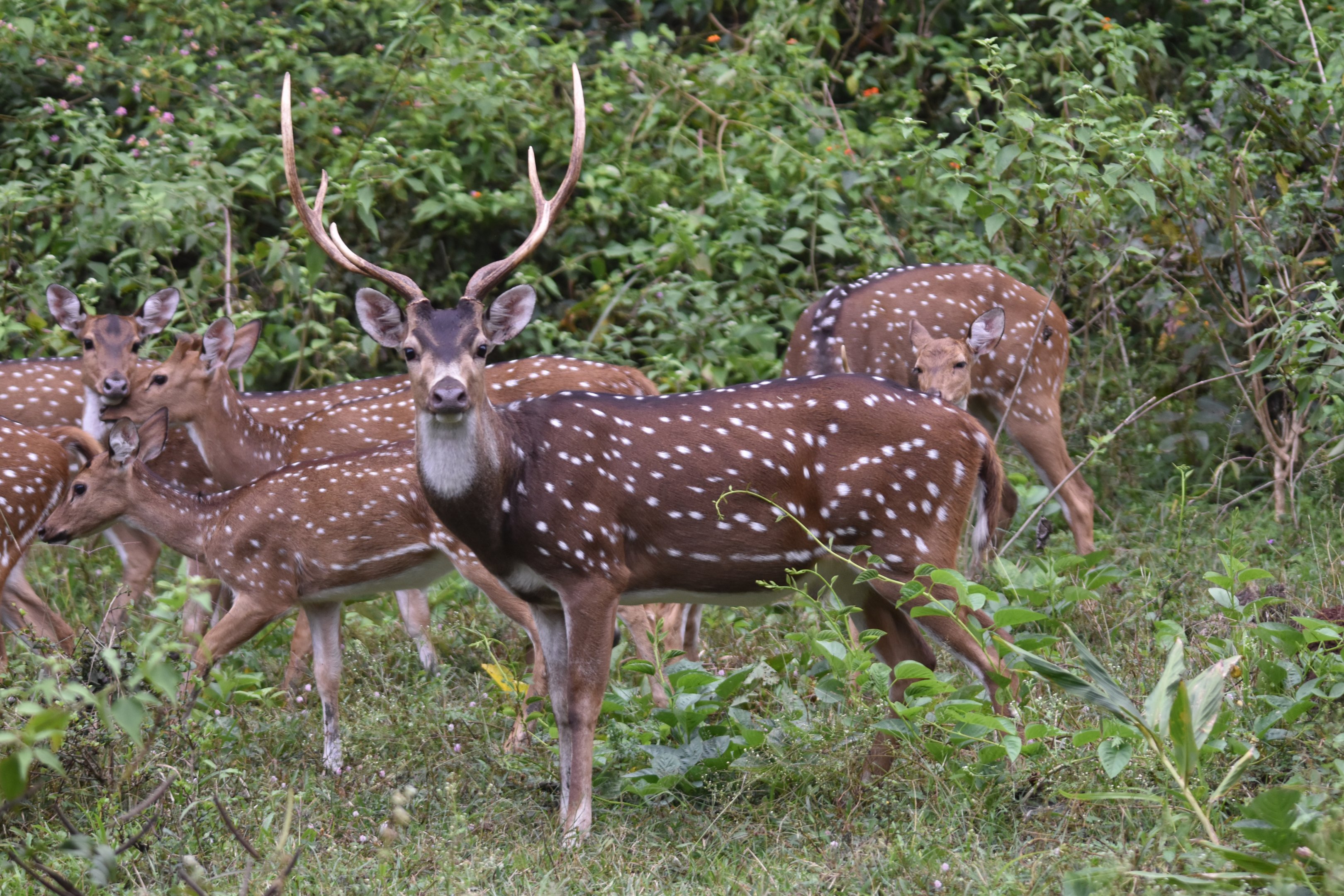 Axis Deer (Chital), Nagarahole Tiger Reserve, 20th November 2024