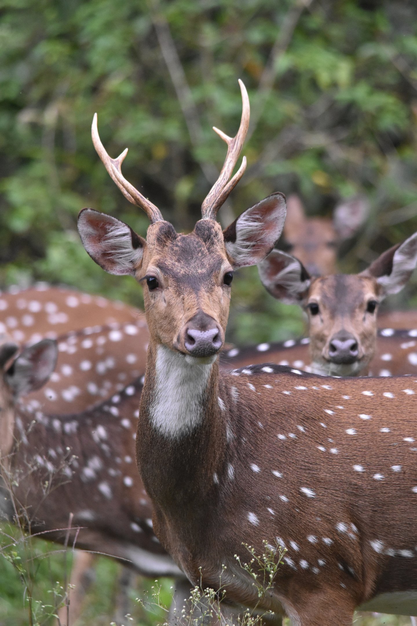 Axis Deer (Chital), Nagarahole Tiger Reserve, 20th November 2024
