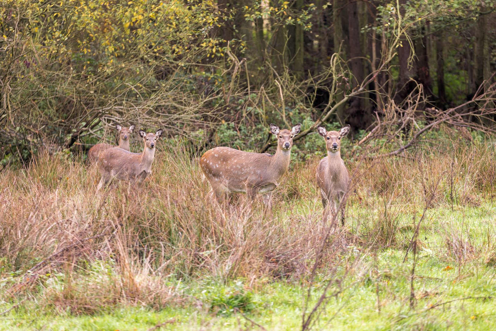 Axis Deer (Chital) / Watatunga / 27-2-11