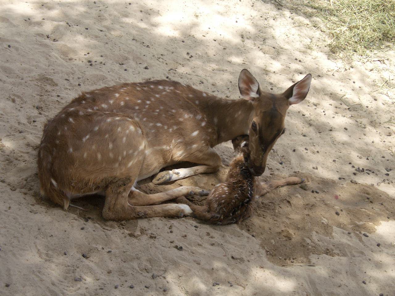 axis deer/chital