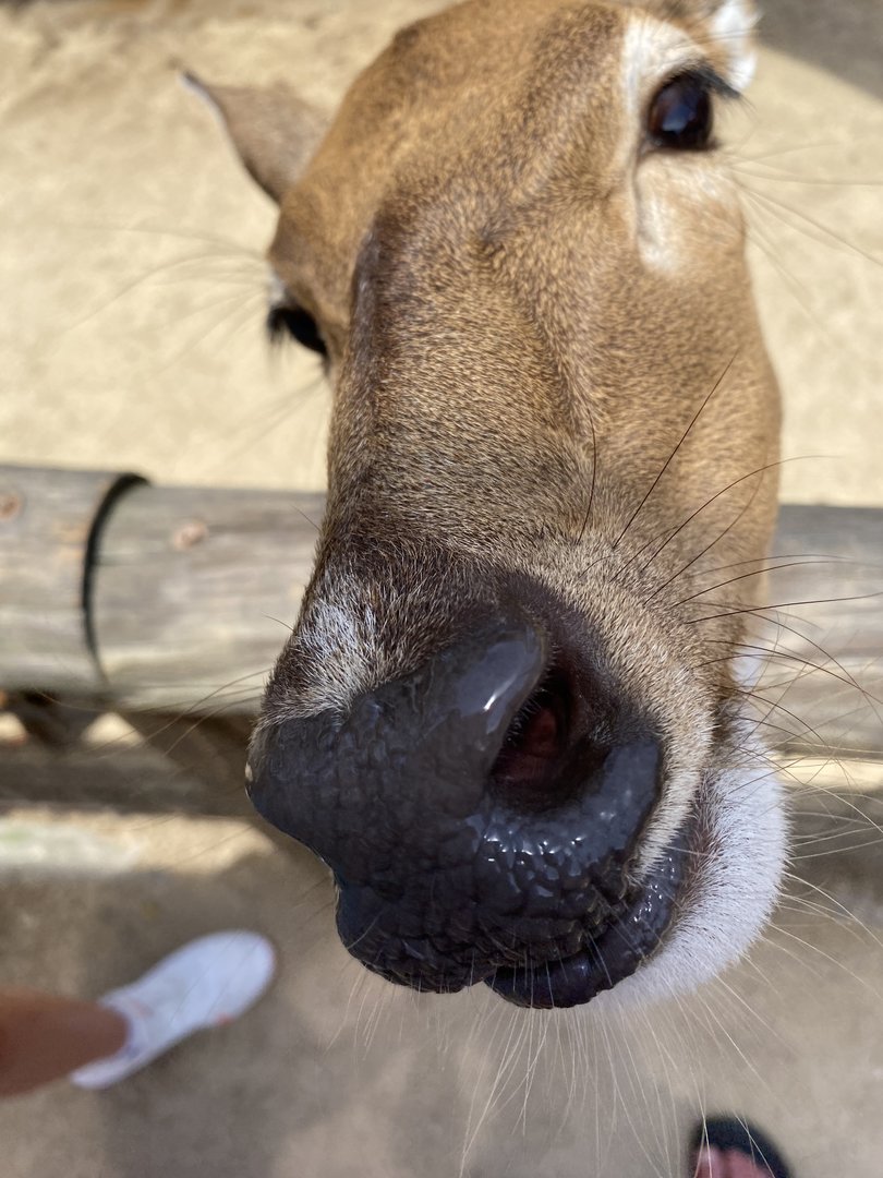 Axis Deer Closeup - 6/22/2023