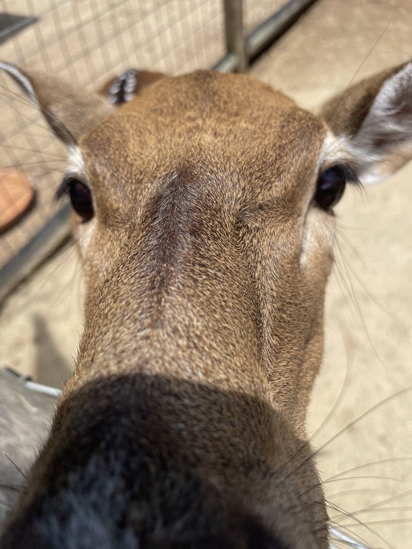 Axis Deer closeup - 6/22/2023