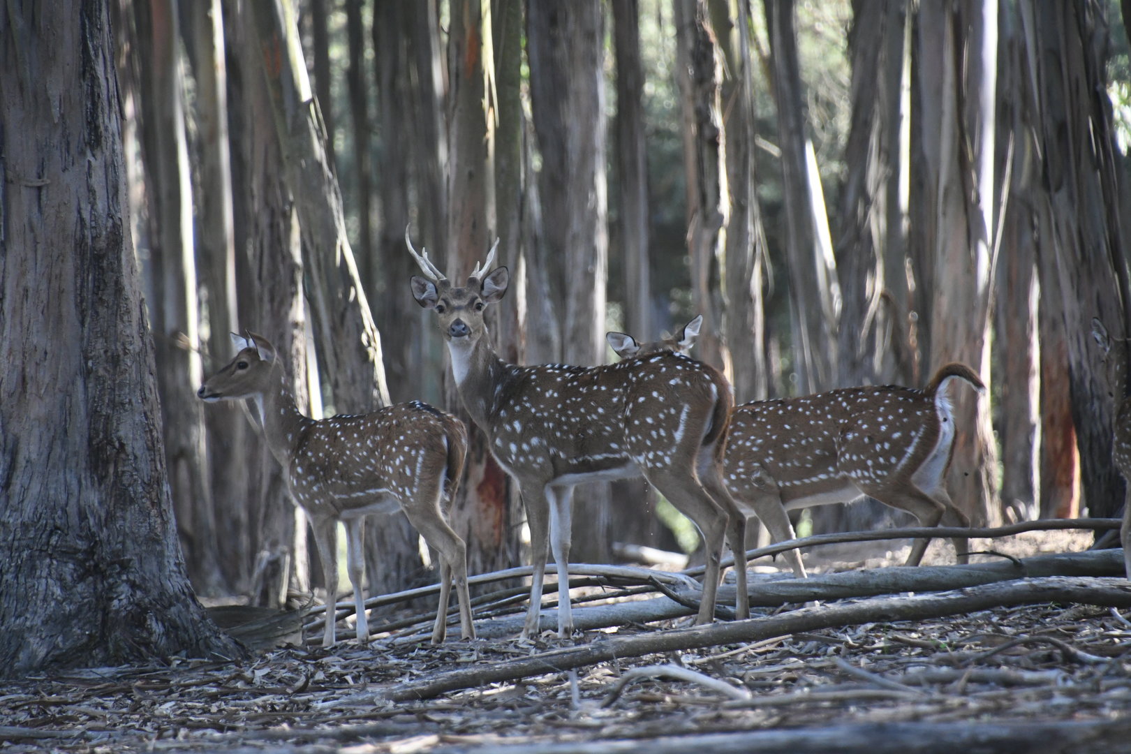 Axis Deer (drive-through section)