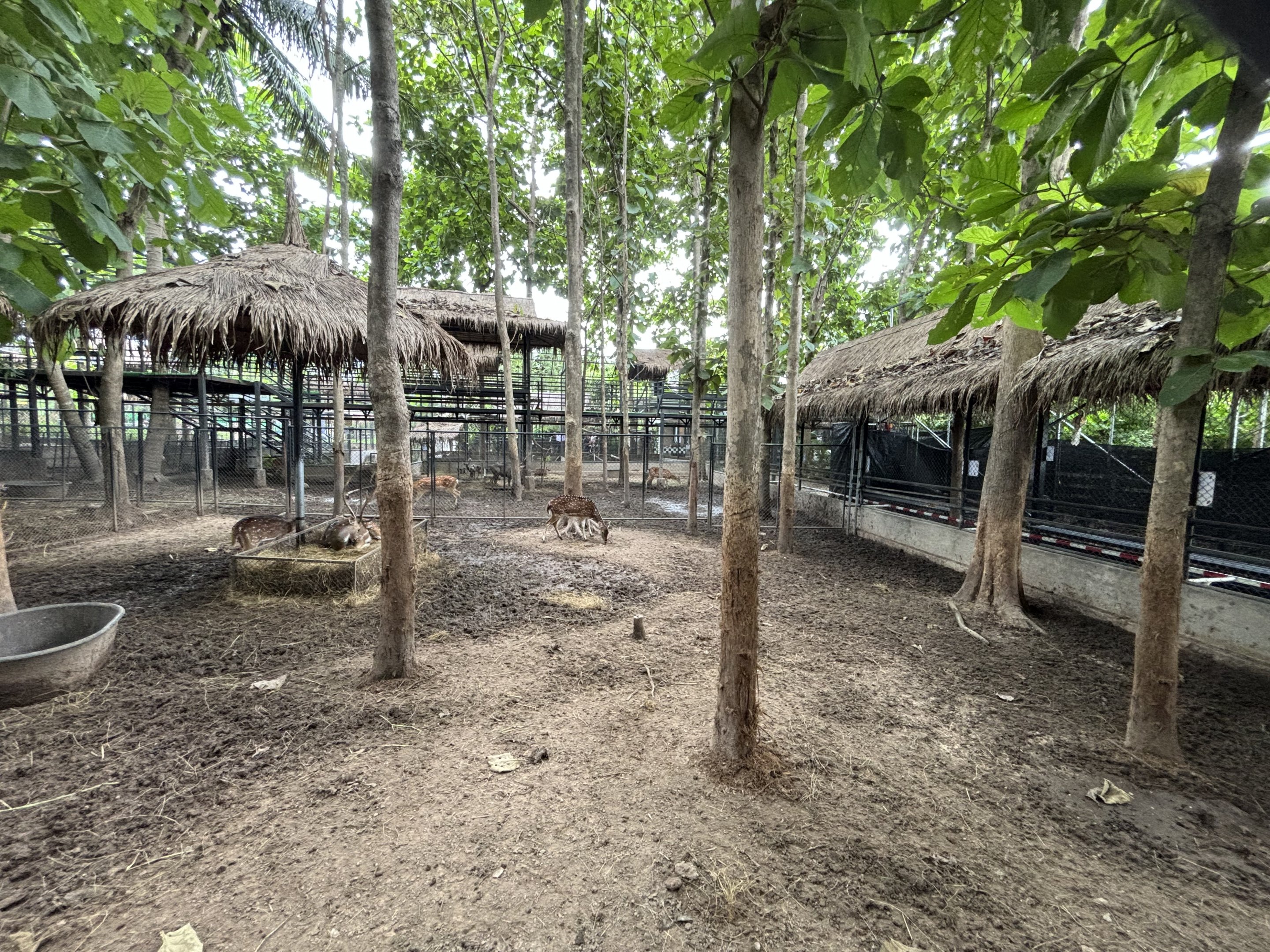 Axis Deer Exhibit - Lanna Mini Zoo