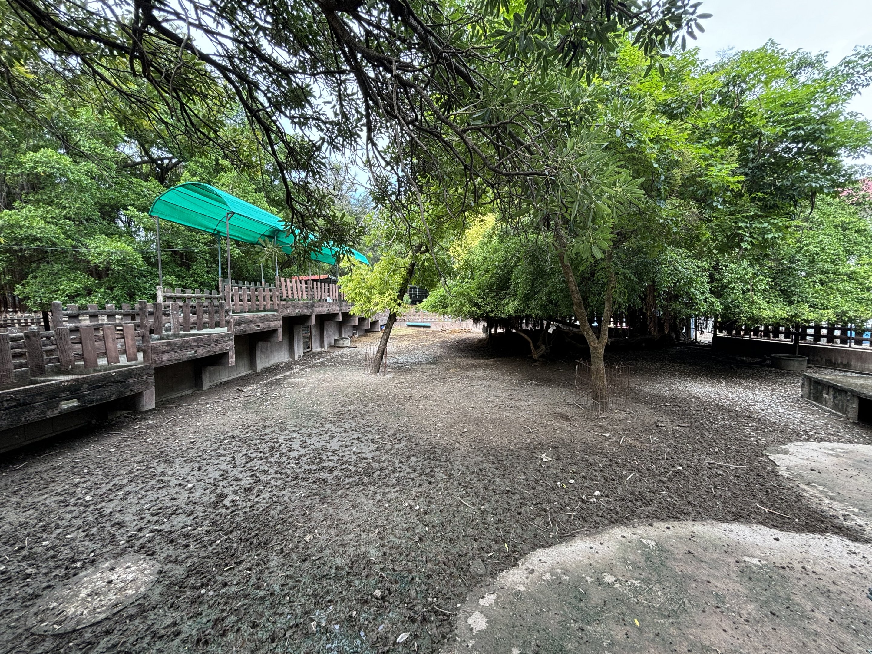 Axis Deer Exhibit - Lopburi Zoo