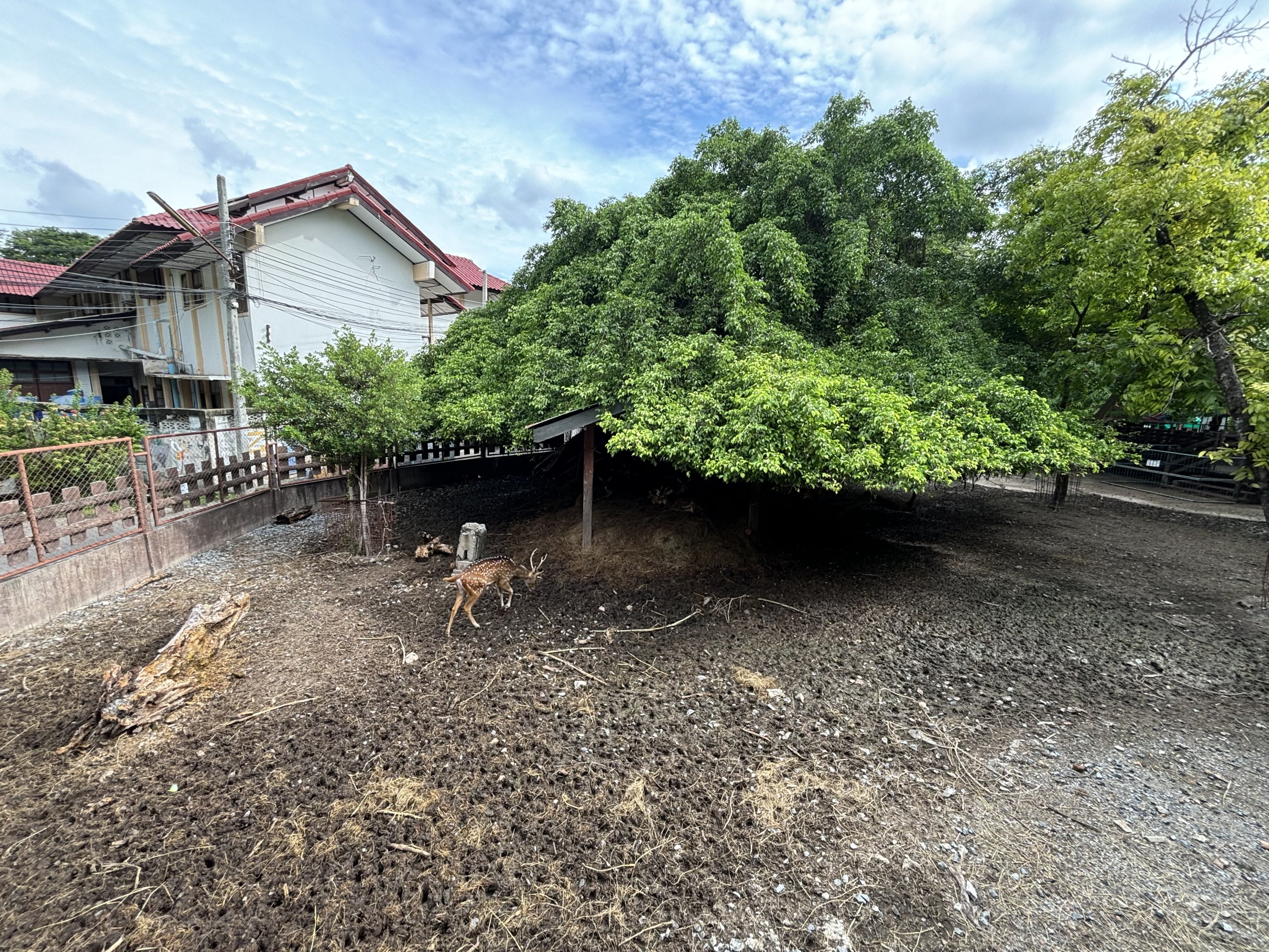 Axis Deer Exhibit - Lopburi Zoo