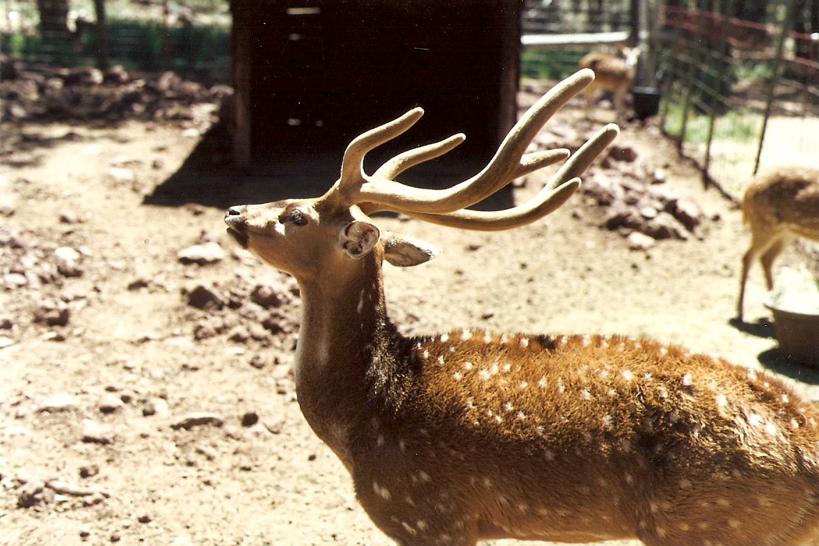 Axis Deer - Grand Canyon Deer Farm 1998