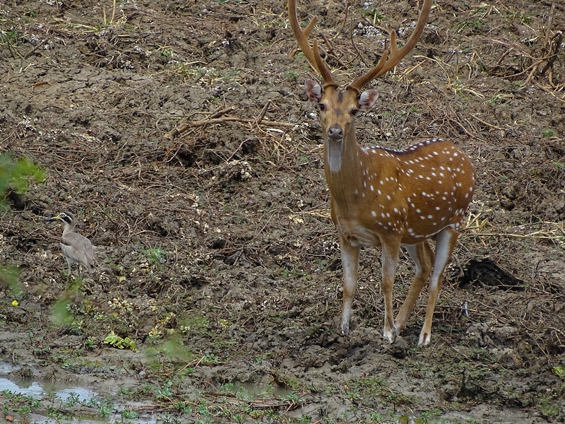 Axis deer & greater Thick-knee