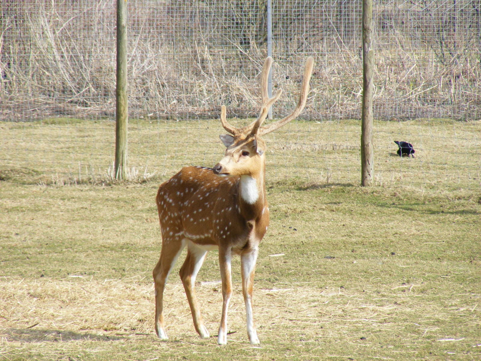 Axis deer in deer park at Beale Park, 13th March 2010