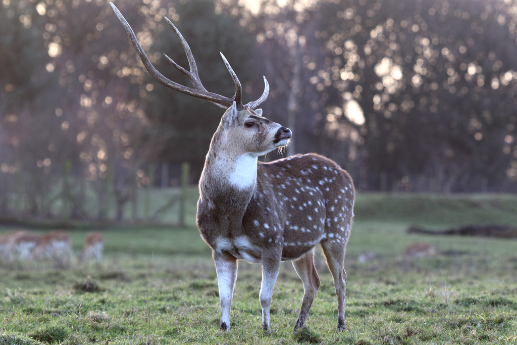 Axis Deer Stag at Knowsley 22/12/2016
