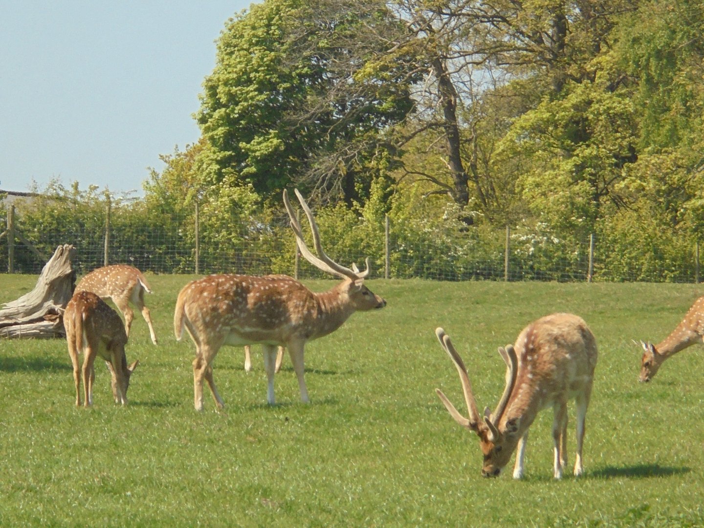 Axis Deer Stags