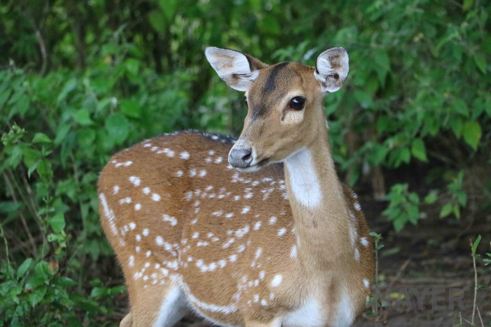 Axis deer - Tatu Carreta, April 2016.