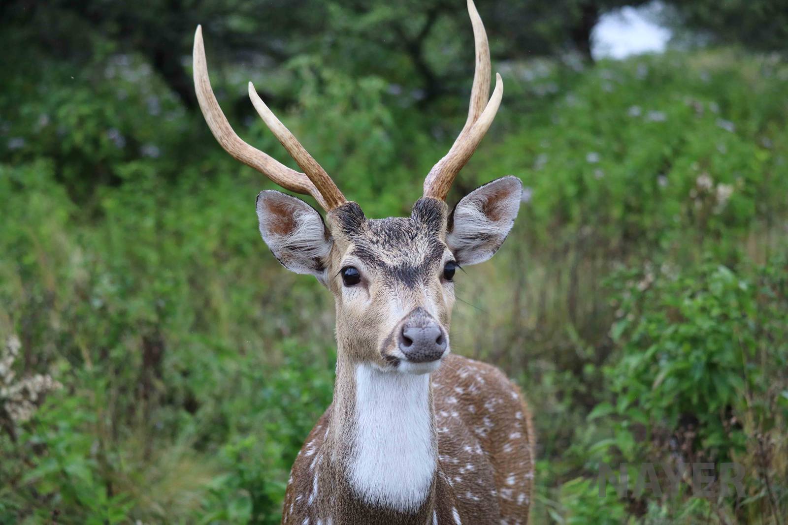 Axis deer - Tatu Carreta, April 2016.