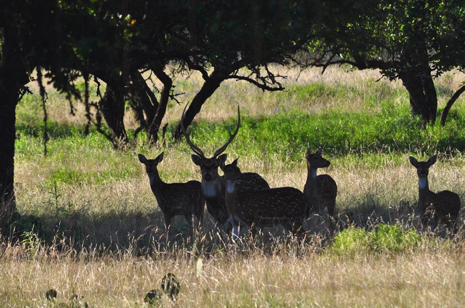 Axis Deer - Texas