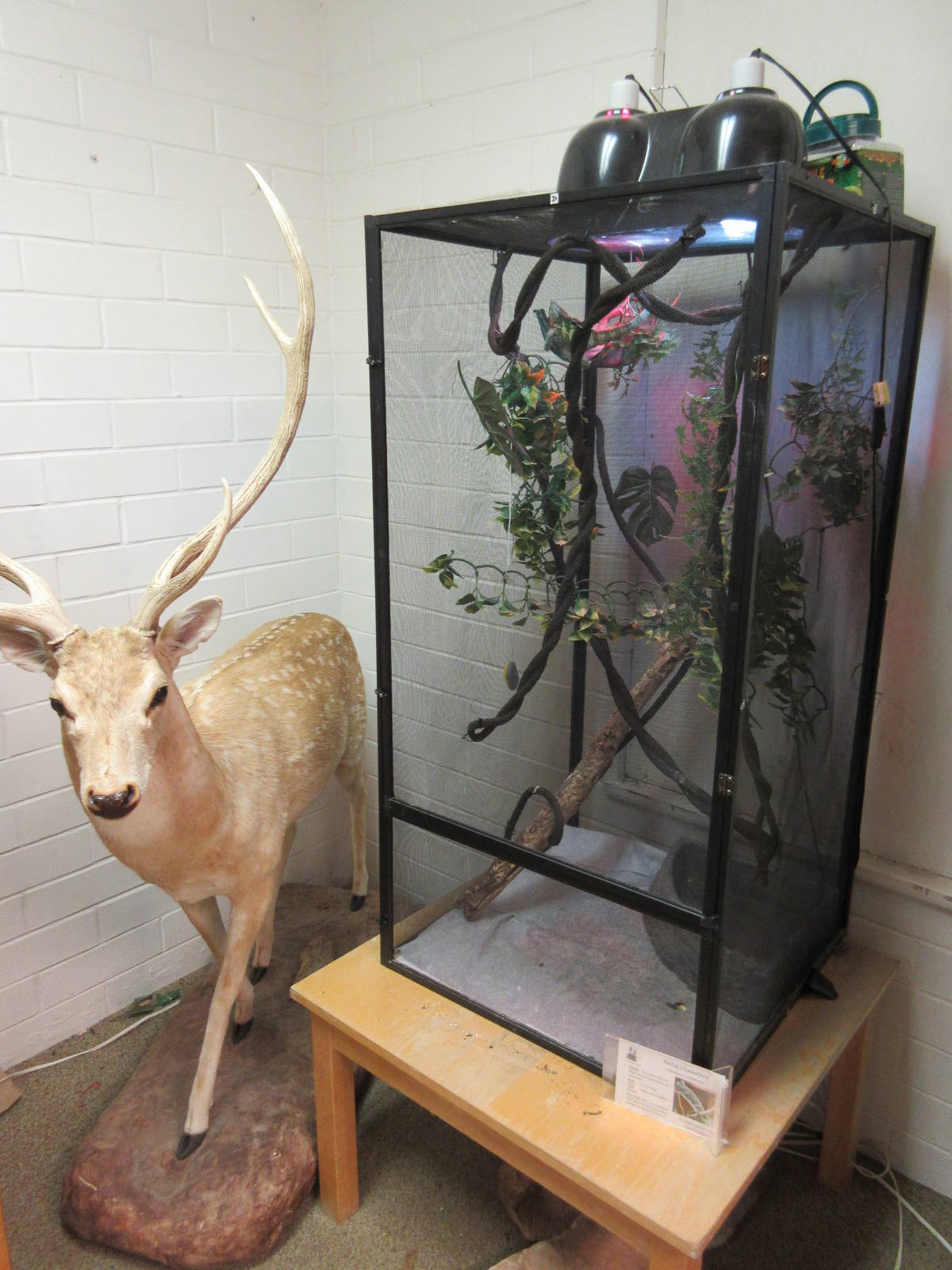 Axis Deer + Veiled Chameleon Exhibit