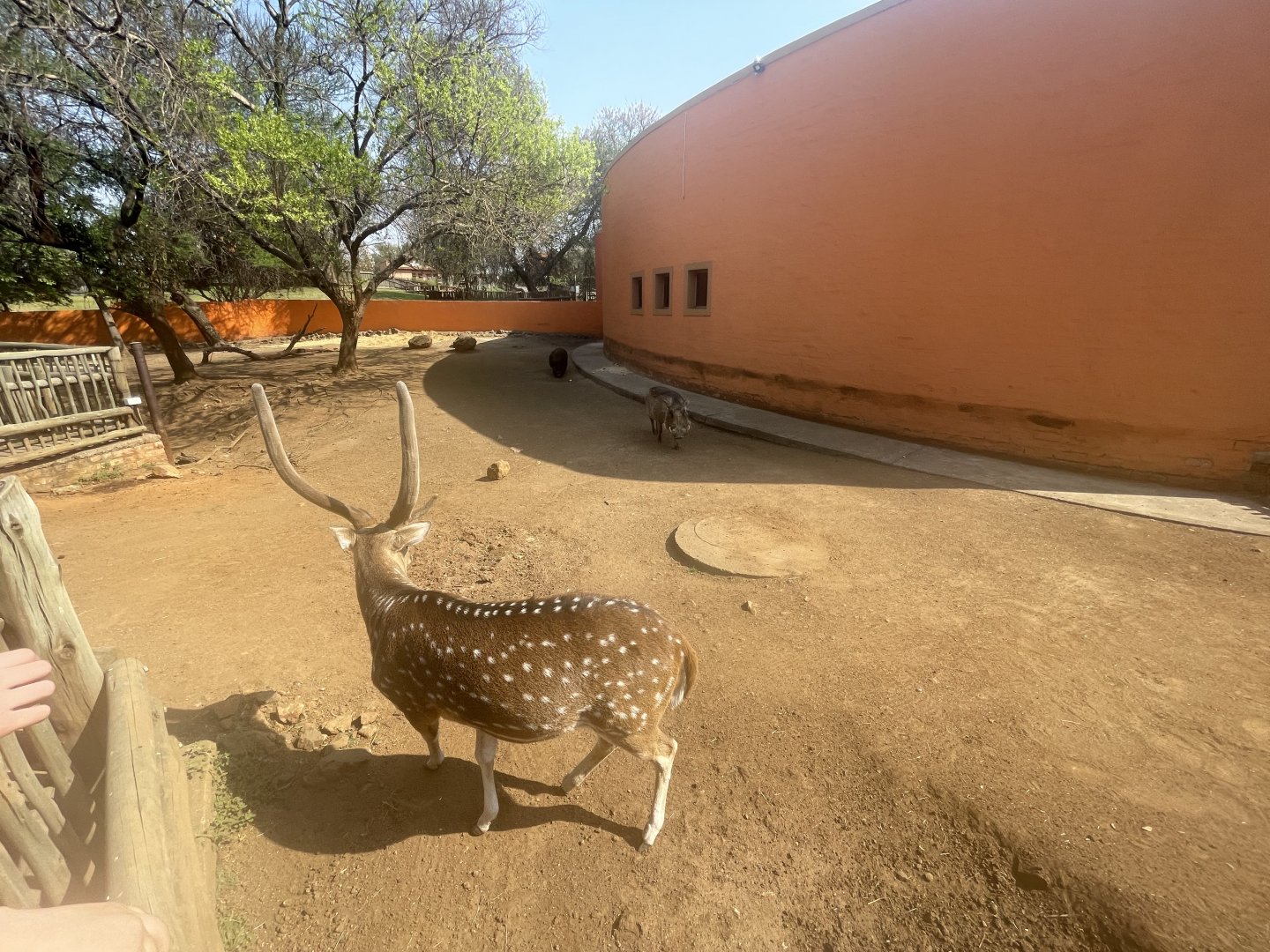 Axis Deer, Warthog and Domestic Pig Enclosure (Axis axis, Phacochoerus africanus, Sus scrofa domesticus)