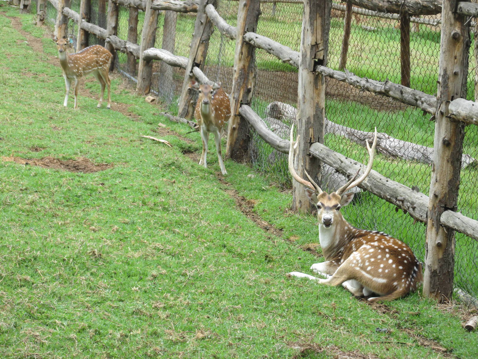 axis deer zoologico del altiplano