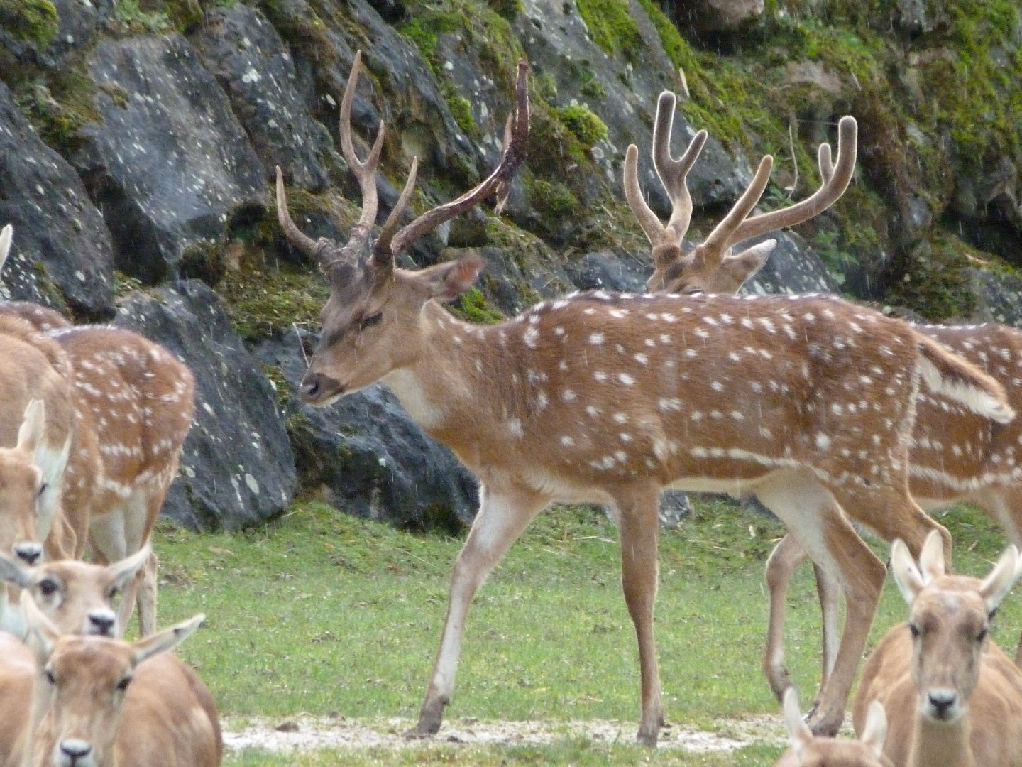 Axis deer -ZooParc de Beauval (2025)