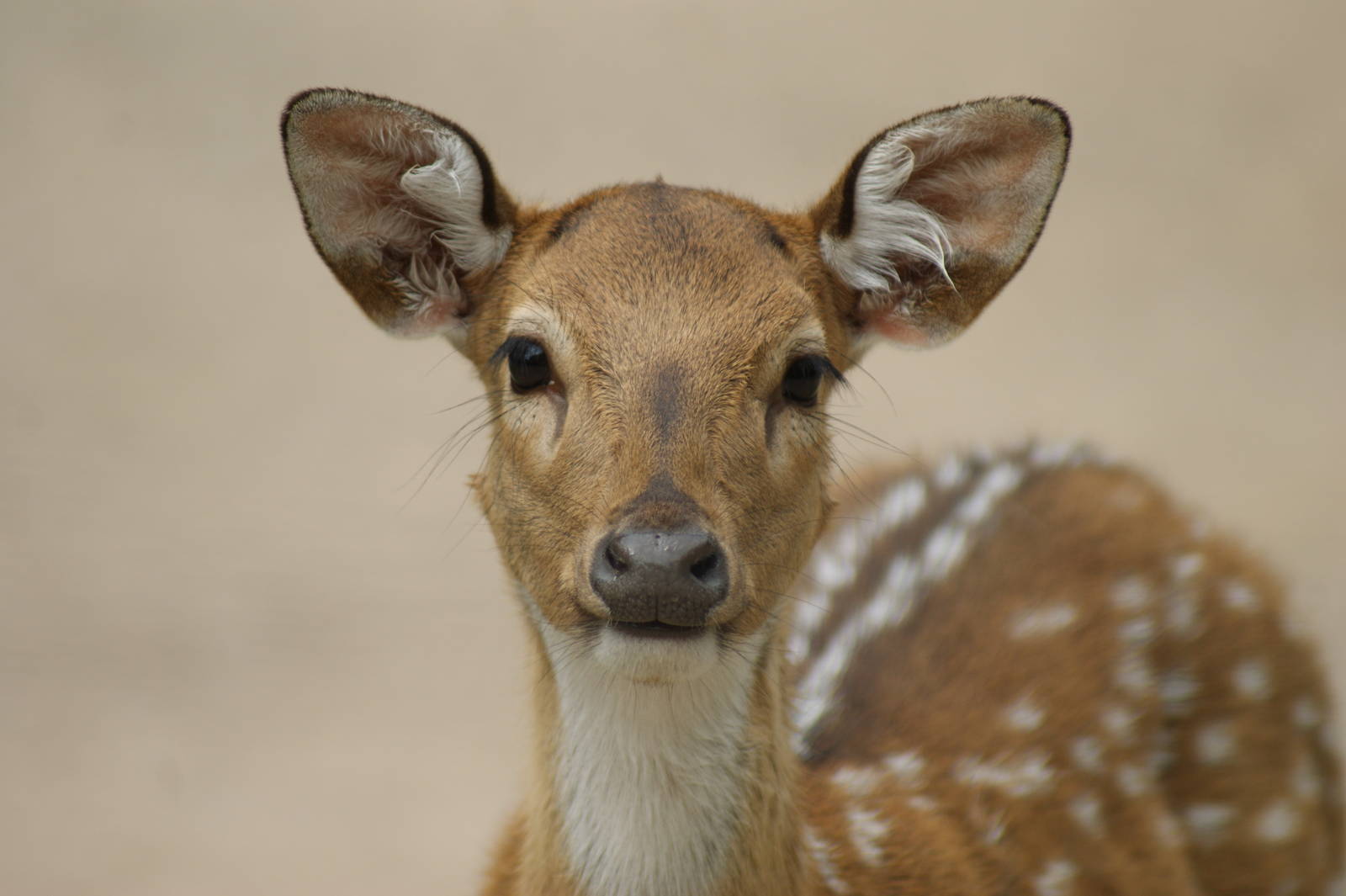 Axis deer