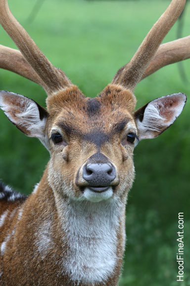 axis deer