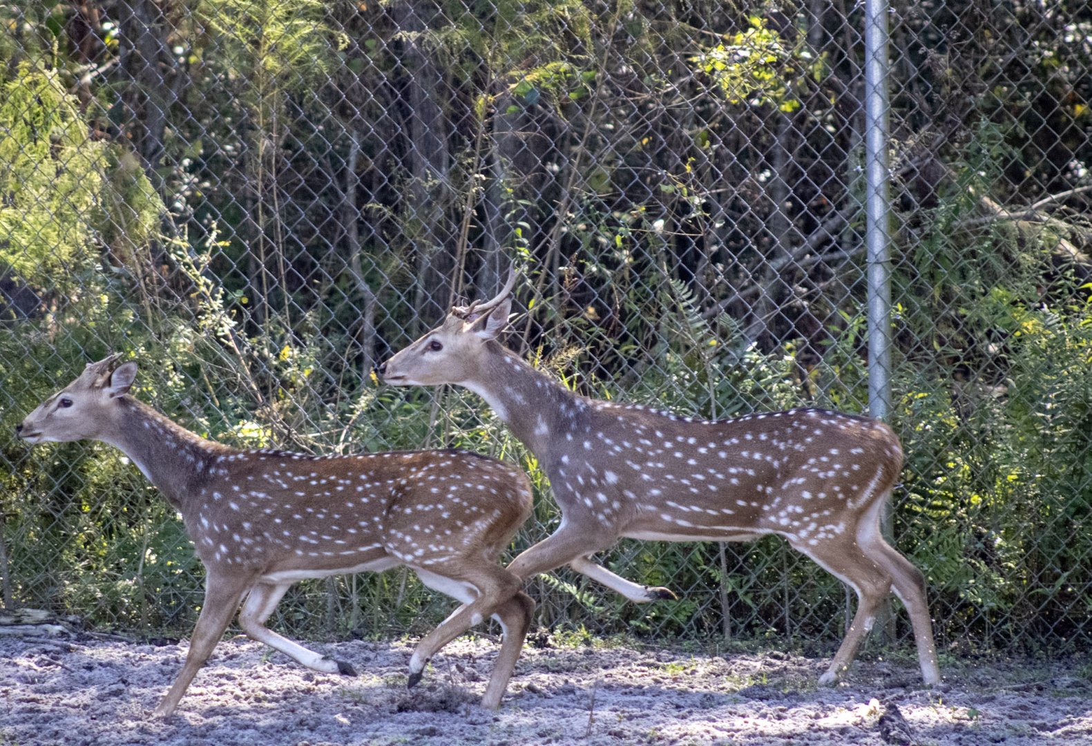 Axis Deer
