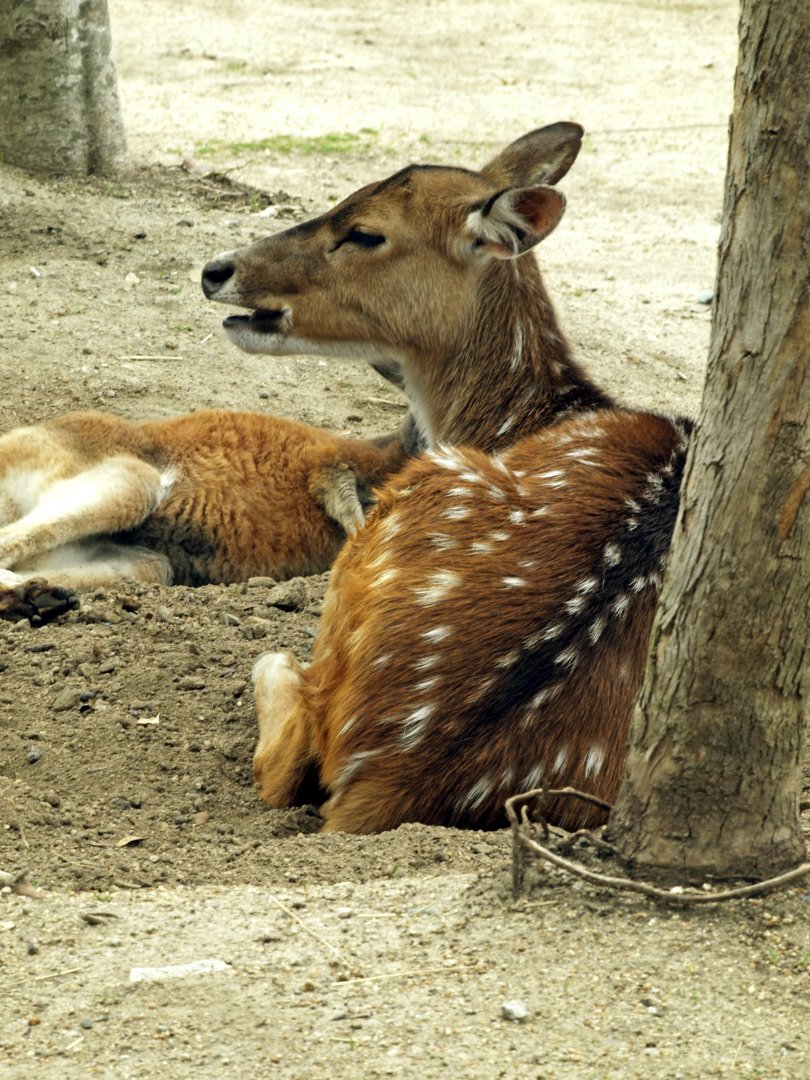 Axis deer