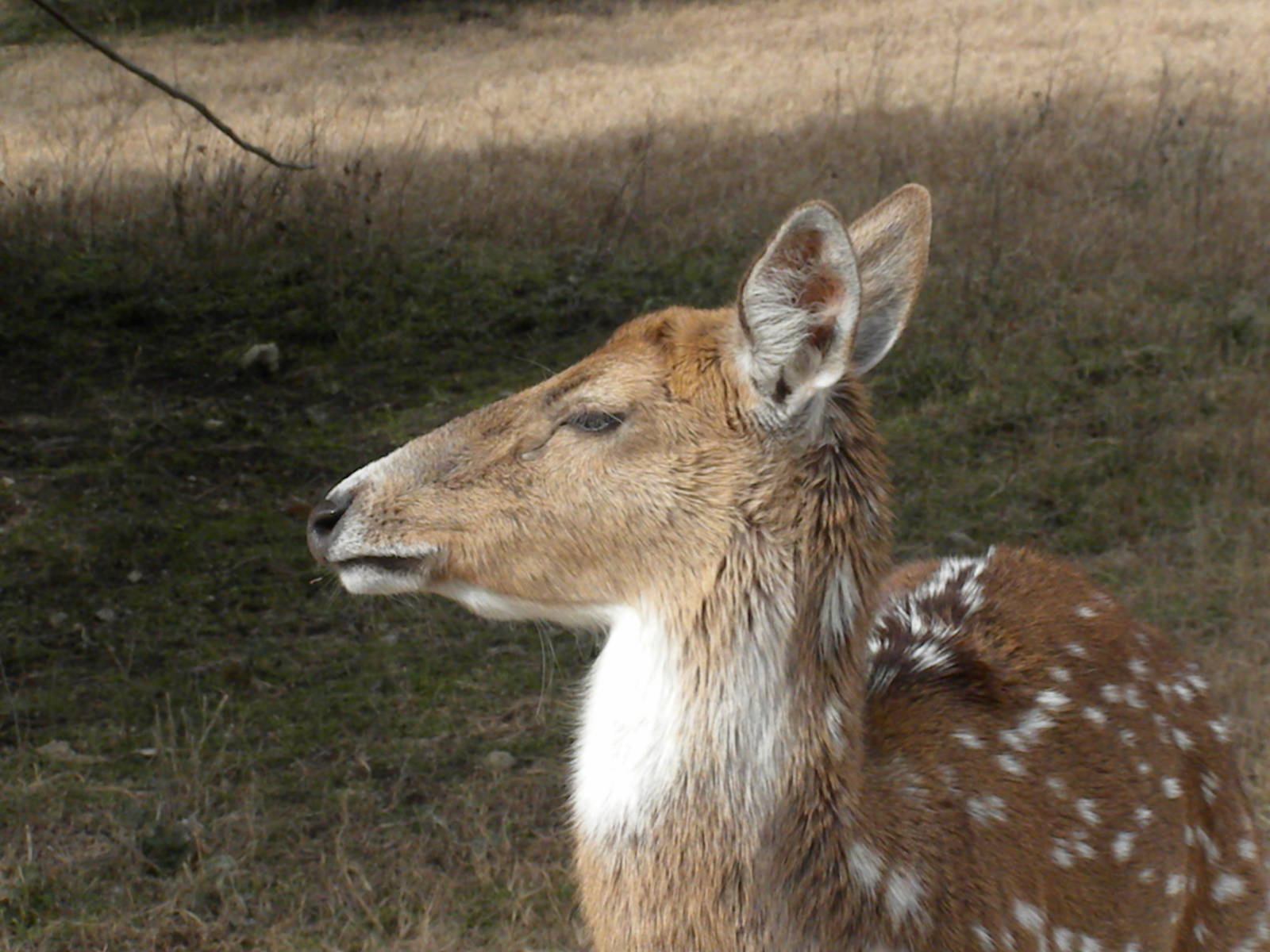 Axis Deer