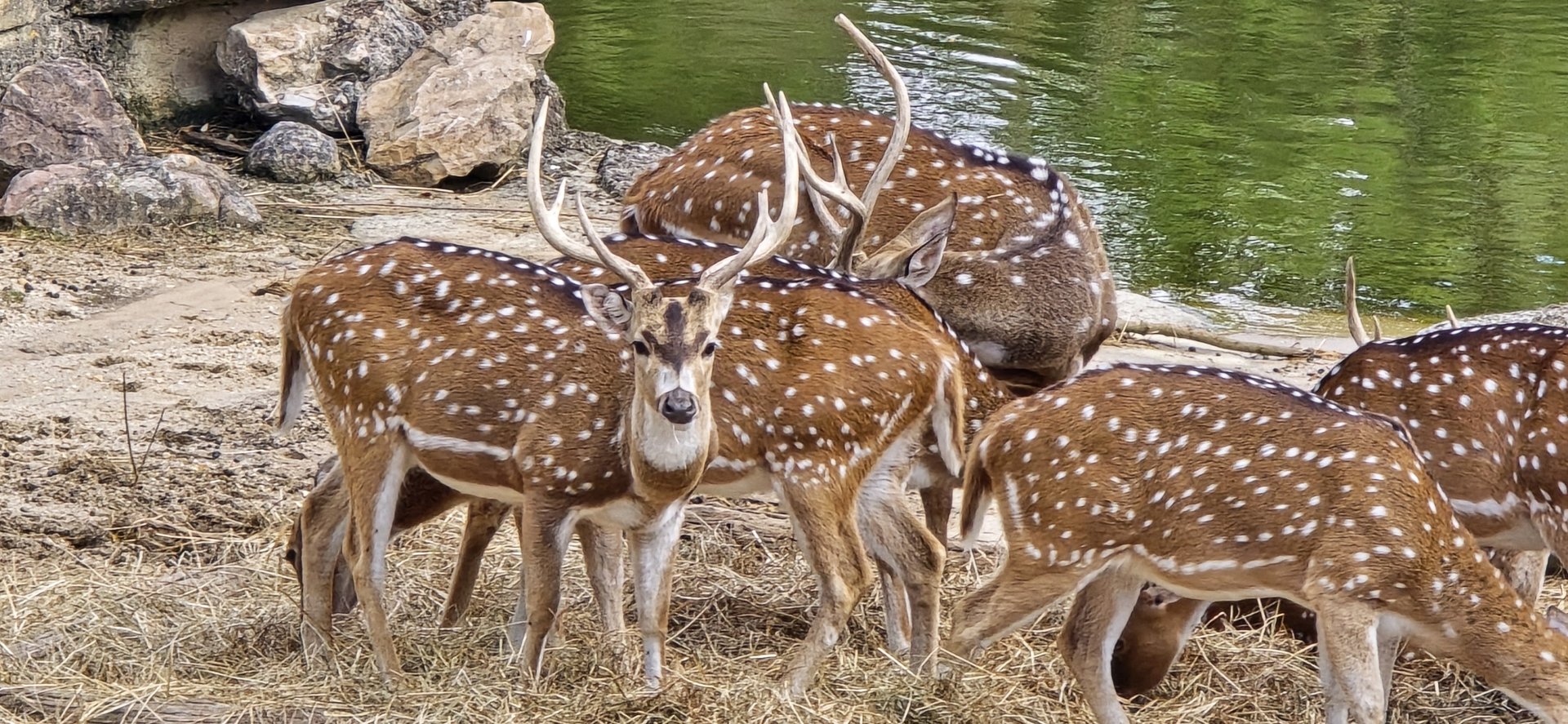 Axis deer