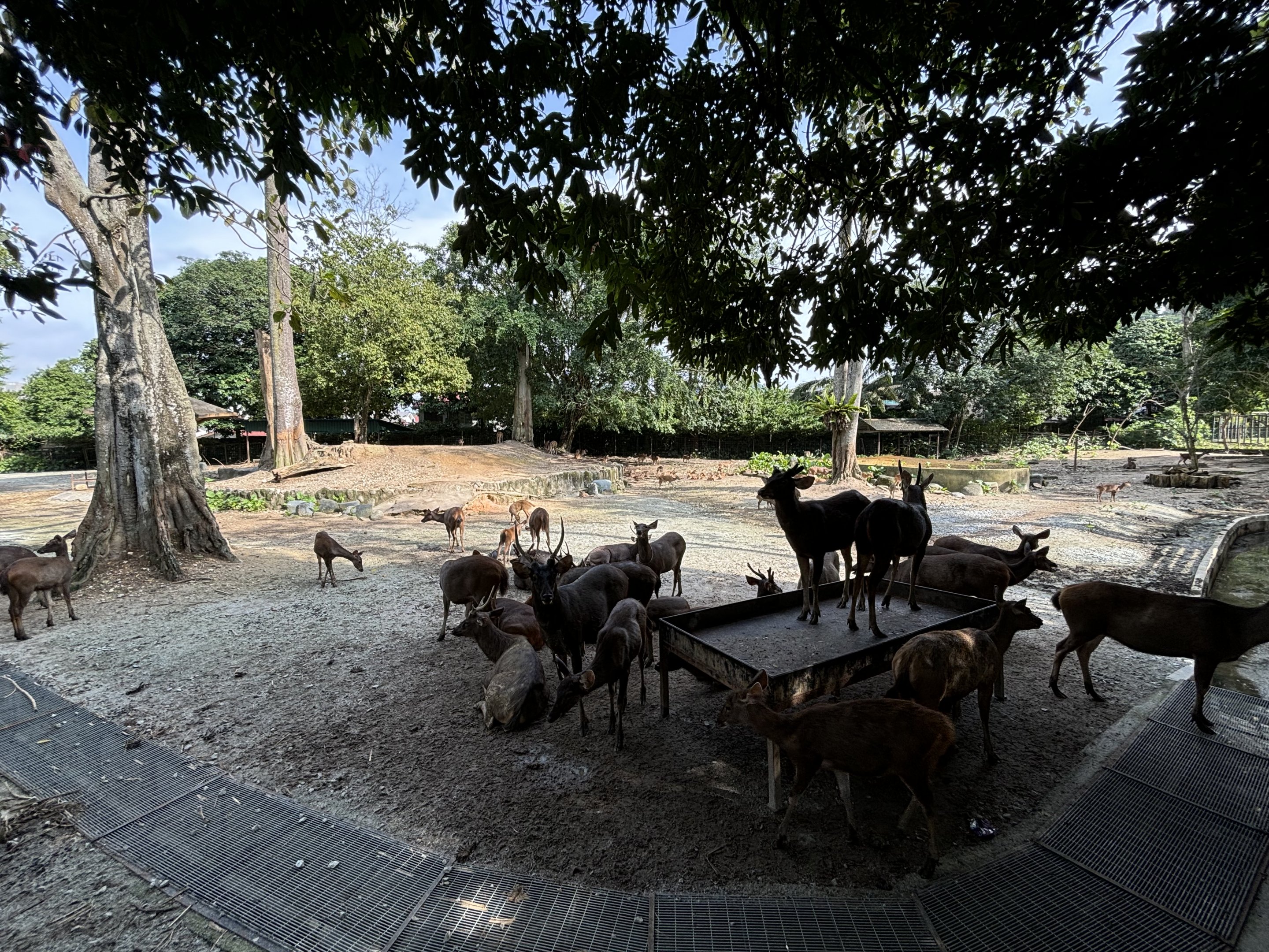 Axis/Hog/Sambar Deer Exhibit