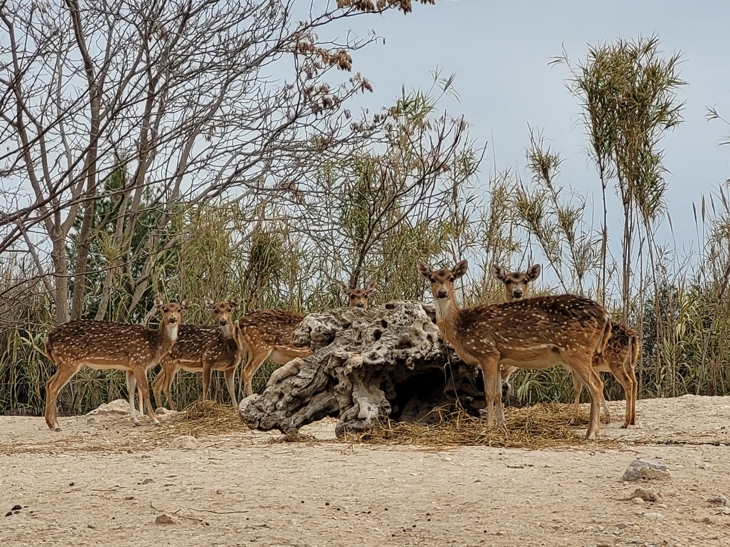 Axis -TerraNatura Benidorm (2022)