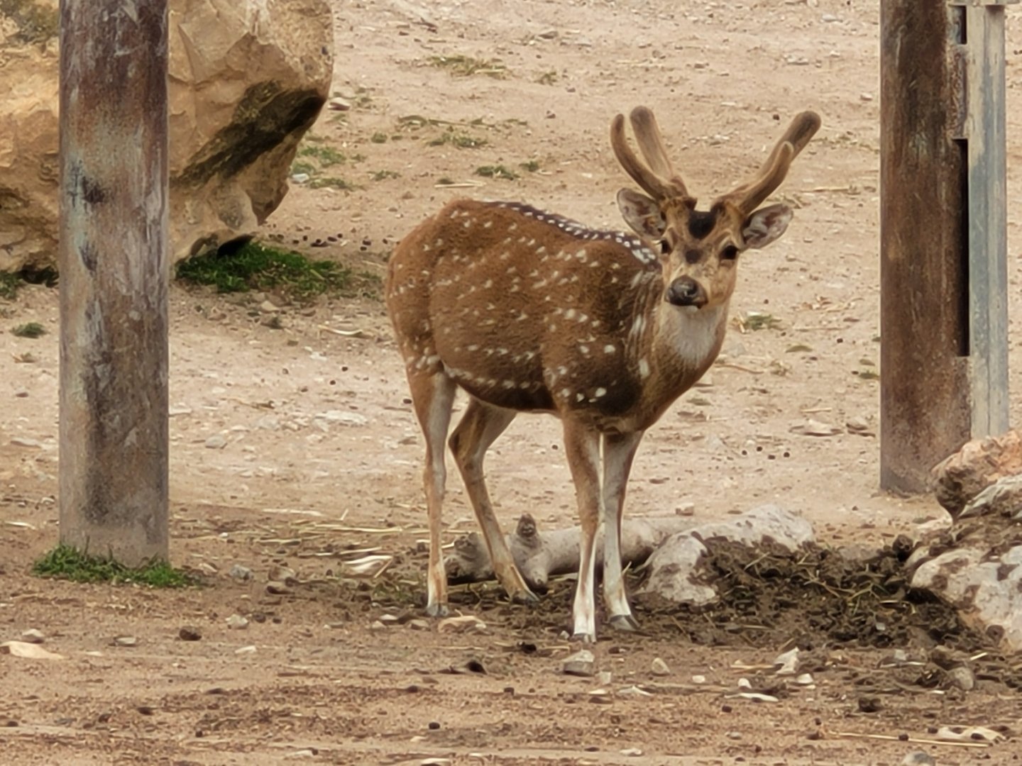 Axis -TerraNatura Benidorm (2022)
