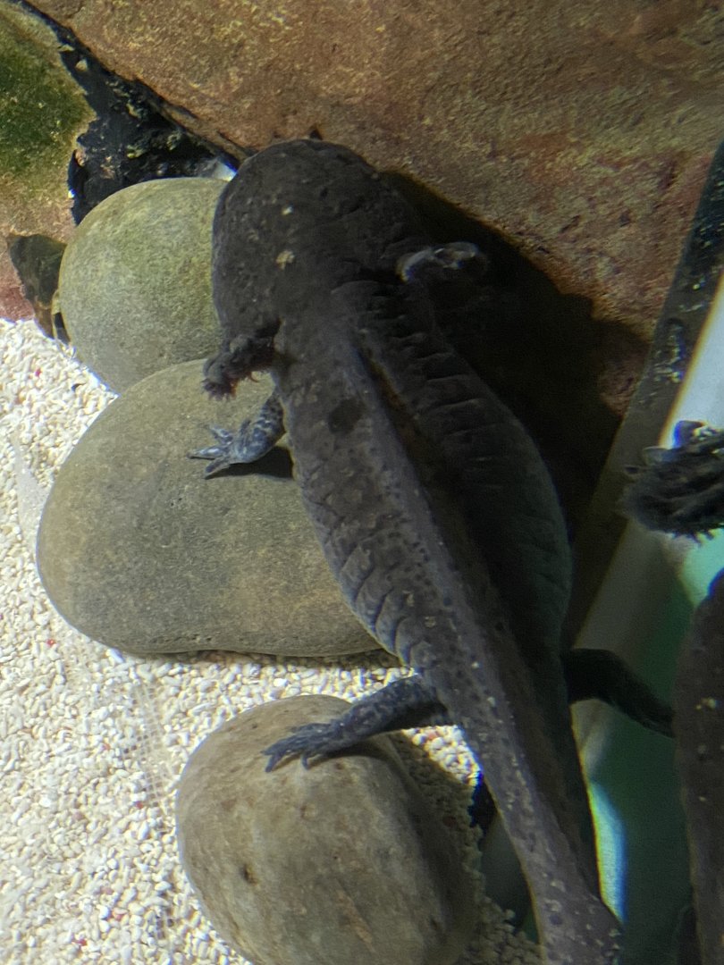 Axolotl 060125