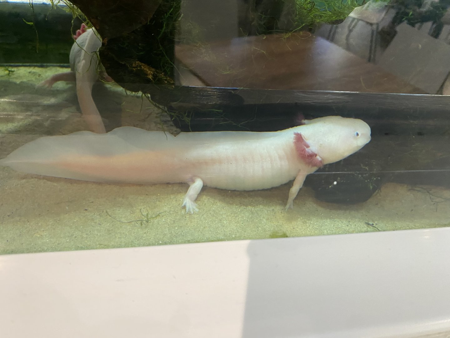 Axolotl 070124