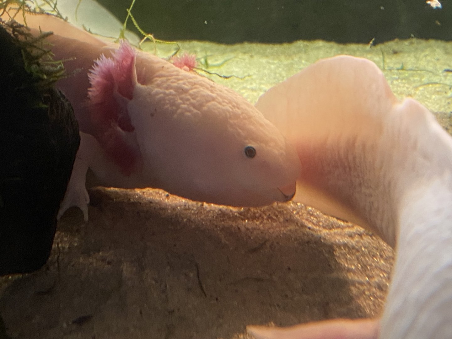 Axolotl 070124