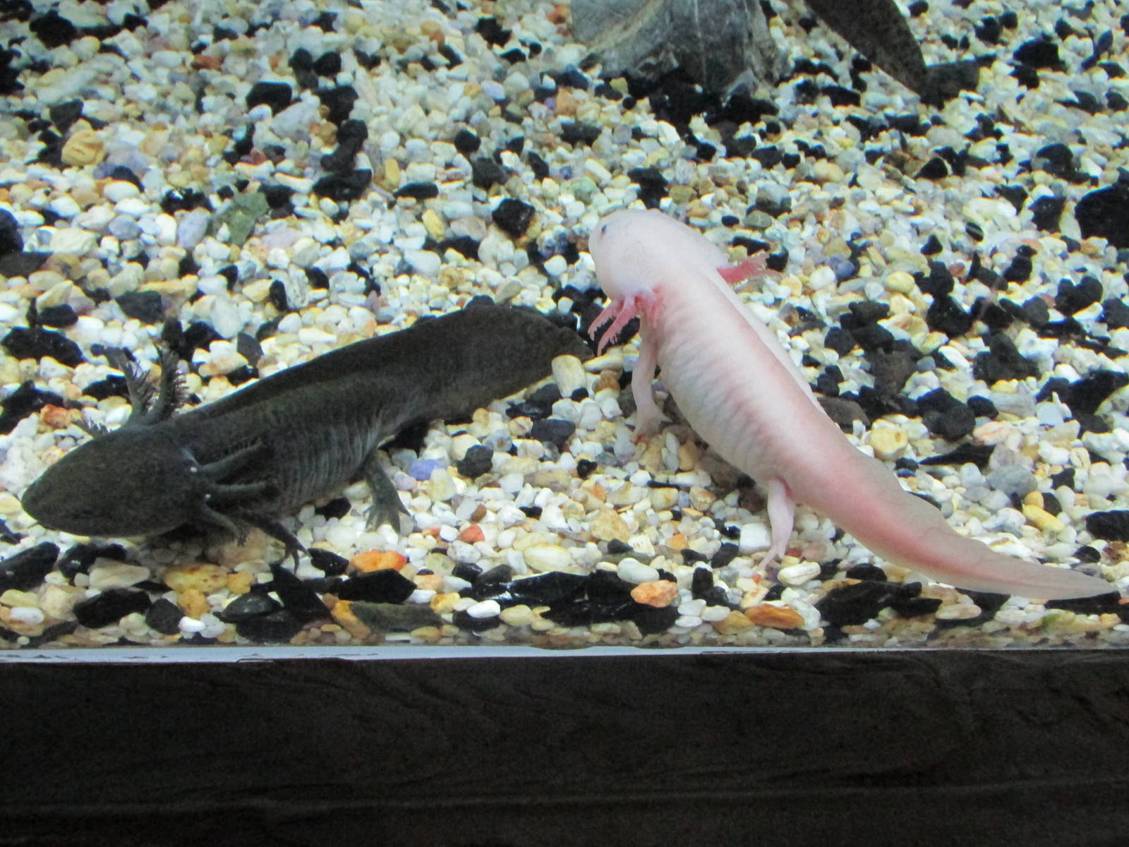 axolotl acuario inbursa