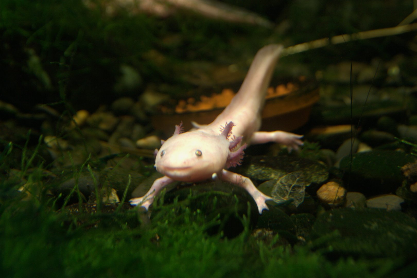 Axolotl (Ambystoma mexicanum), 12-11-25