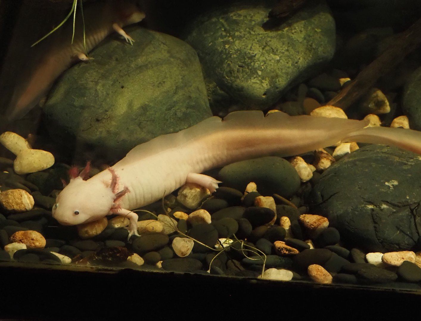 Axolotl (Ambystoma mexicanum), 2024-09-17