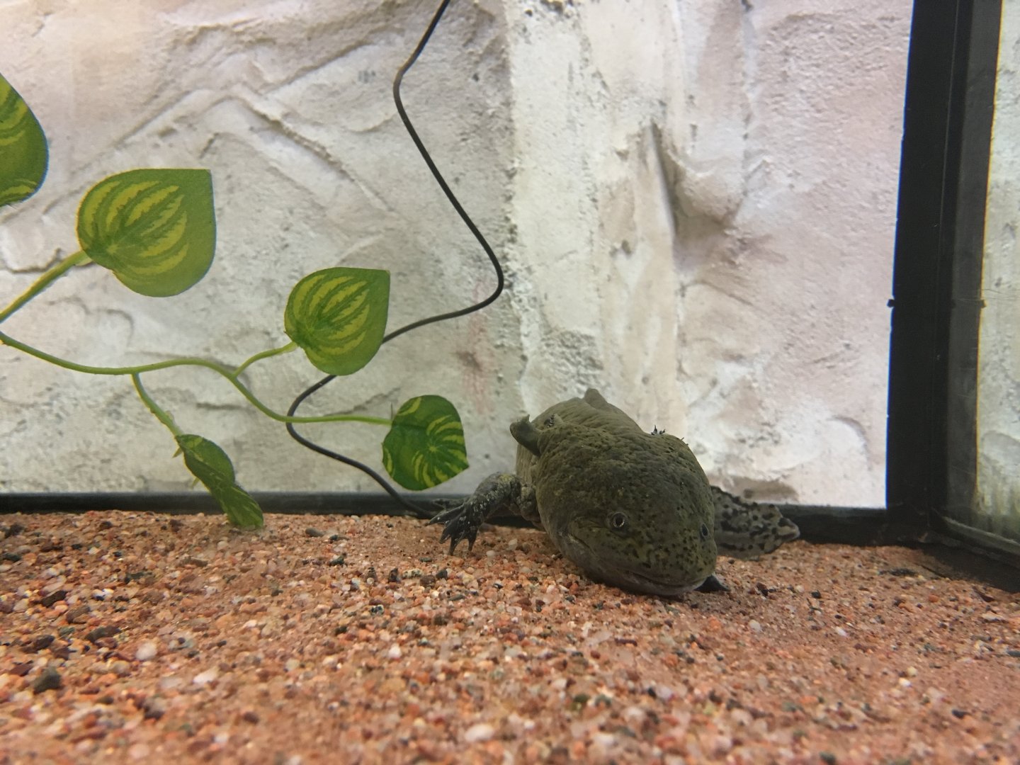 Axolotl (Ambystoma mexicanum) at the Reptile Village Conservation Zoo